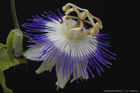 Passiflora retipetala | La Collezione Italiana di Maurizio Vecchia