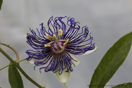 Passiflora clara | Ibrido Collezione Italiana di Maurizio Vecchia
