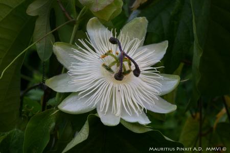 Passiflora White Queen | La Collezione Italiana di Maurizio Vecchia