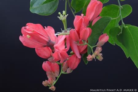 Passiflora racemosa buzios | La Collezione Italiana di Maurizio Vecchia