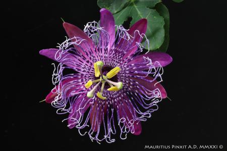 Passiflora la lucchese | Ibrido Collezione Italiana di Maurizio Vecchia