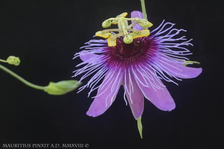 Passiflora amethystina 'Corumba de Gojas' | La Collezione Italiana di Maurizio Vecchia