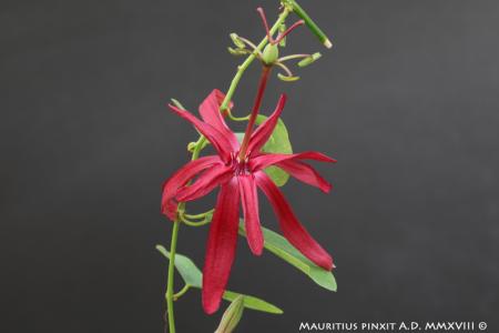 Passiflora cappuccetto rosso | Ibrido Collezione Italiana di Maurizio Vecchia