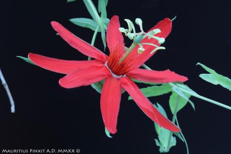 Passiflora cocuyensis sp. nova | La Collezione Italiana di Maurizio Vecchia