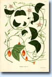 Le Passiflora della Real Expedition Botanica. Scopri le 42 tavole