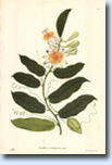 Le Passiflora della Real Expedition Botanica. Scopri le 42 tavole