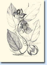 Passiflora: drawings by Charles Plumier | Maurizio Vecchia
