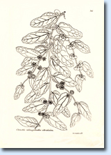 Passiflora: disegni di Charles Plumier | Maurizio Vecchia