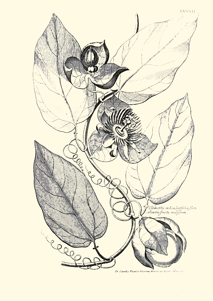 Passiflora pallens | The Italian Collection of Maurizio Vecchia