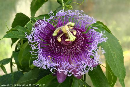Passiflora 'Roedie' | The Italian National Collection of Passiflora | Maurizio Vecchia