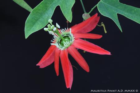 Passiflora racemosa | The Italian Collection of Maurizio Vecchia