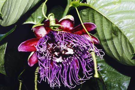 Passiflora quadrangularis | La Collezione Italiana di Maurizio Vecchia