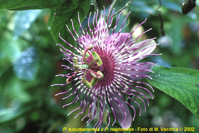 Passiflora 'Aracne' | The Italian National Collection of Passiflora | Maurizio Vecchia