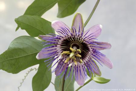 Passiflora x <i>belotii</i> | The Italian National Collection of Passiflora | Maurizio Vecchia