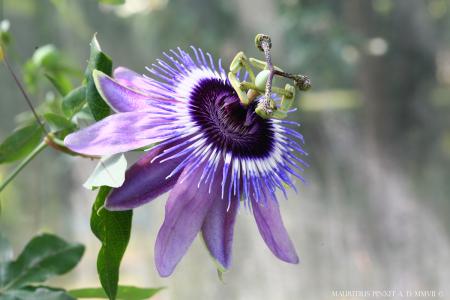 Passiflora Betty Myles Young | The Italian Collection of Maurizio Vecchia