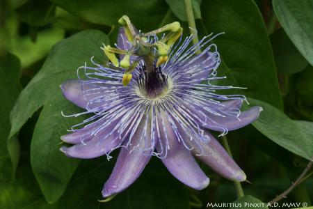Passiflora 'Blue Star' | The Italian National Collection of Passiflora | Maurizio Vecchia
