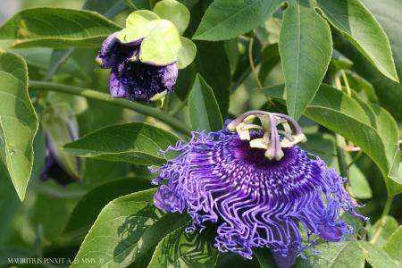 Passiflora 'Blue Velvet' | The Italian National Collection of Passiflora | Maurizio Vecchia