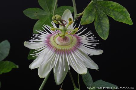 Passiflora <i>caerulea</i> 'Pierre Pomié' | The Italian National Collection of Passiflora | Maurizio Vecchia