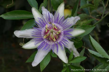 Passiflora colvillii | The Italian Collection of Maurizio Vecchia