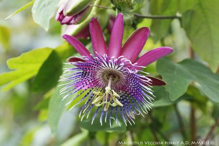 Passiflora 'Corry Rooymans' | La Collezione Nazionale Italiana di Passiflora | Maurizio Vecchia