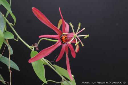 Passiflora <i>cuprea</i> | The Italian National Collection of Passiflora | Maurizio Vecchia