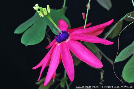 Passiflora edmundoi pink form | La Collezione Italiana di Maurizio Vecchia
