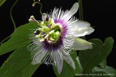 Passiflora edulis | The Italian Collection of Maurizio Vecchia