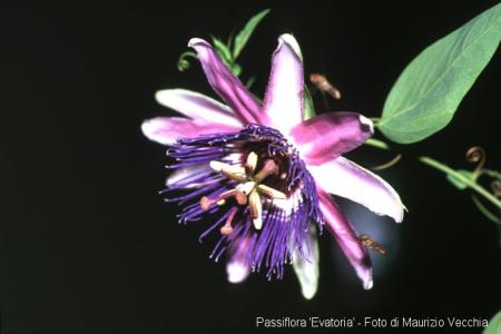 Passiflora 'Evatoria' | The Italian National Collection of Passiflora | Maurizio Vecchia