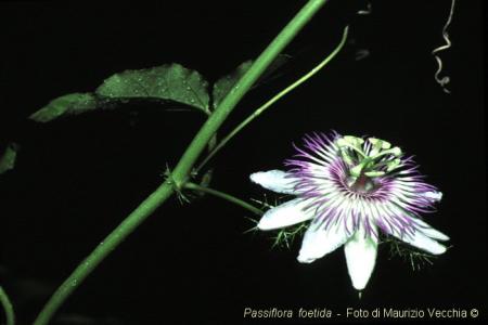 Passiflora <i>foetida </i>var.<i> foetida</i> | The Italian National Collection of Passiflora | Maurizio Vecchia