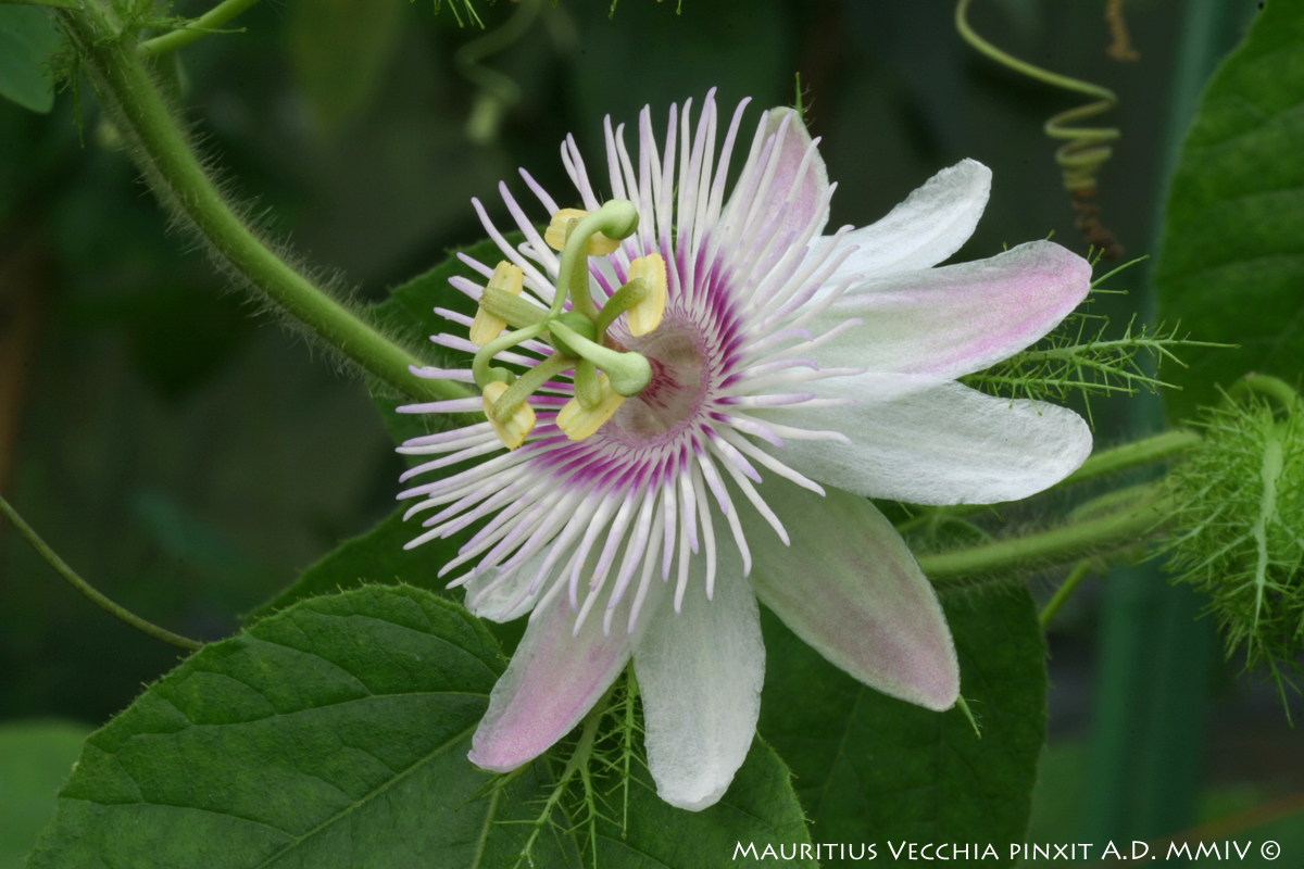 Passiflora <i>foetida </i>var. <i>hibiscifolia</i> | The Italian National Collection of Passiflora | Maurizio Vecchia