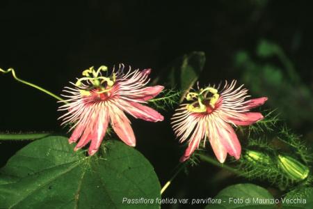 Passiflora foetida var. parvifolia | The Italian Collection of Maurizio Vecchia