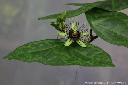 Passiflora xiikzodz | The Italian Collection of Maurizio Vecchia
