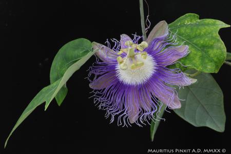 Passiflora <i>garckei</i> | The Italian National Collection of Passiflora | Maurizio Vecchia