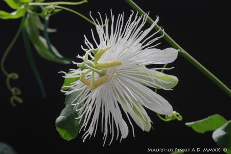 Passiflora <i>incarnata f. alba</i> | The Italian National Collection of Passiflora | Maurizio Vecchia