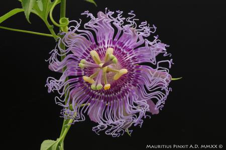 Passiflora 'Incense' | La Collezione Nazionale Italiana di Passiflora | Maurizio Vecchia
