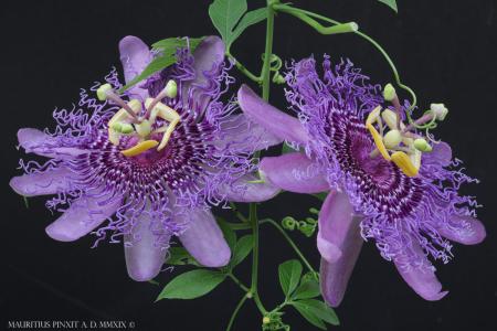 Passiflora 'Vivacemente' | The Italian National Collection of Passiflora | Maurizio Vecchia