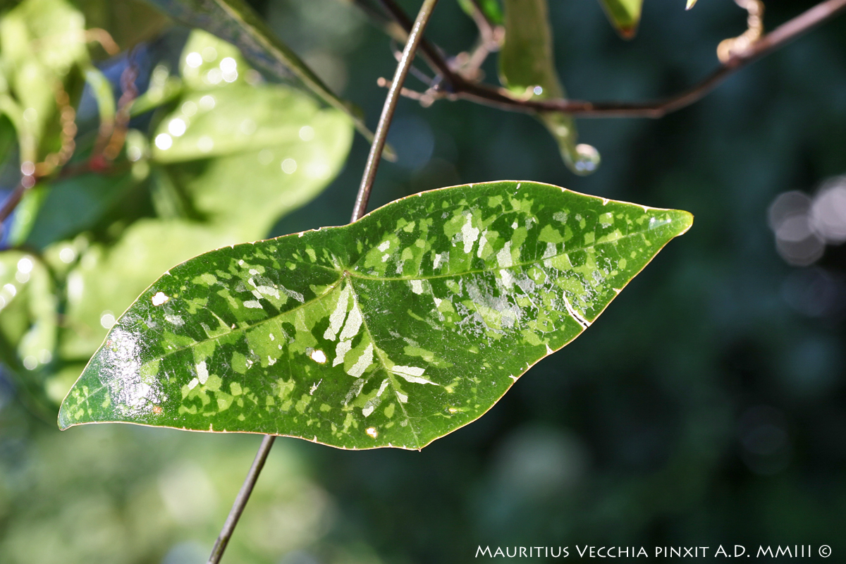 Passiflora manta | The Italian Collection of Maurizio Vecchia