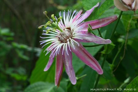 Passiflora 'Marloes' | La Collezione Nazionale Italiana di Passiflora | Maurizio Vecchia