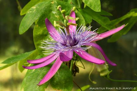 Passiflora 'Morning Star' | The Italian National Collection of Passiflora | Maurizio Vecchia