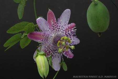 Passiflora 'Caprice' | The Italian National Collection of Passiflora | Maurizio Vecchia