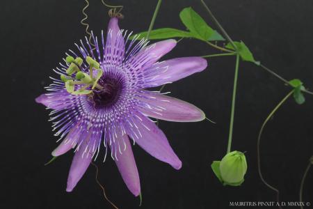 Passiflora 'Fata Morgana' | La Collezione Nazionale Italiana di Passiflora | Maurizio Vecchia