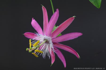 Passiflora  'Vanessa' | The Italian National Collection of Passiflora | Maurizio Vecchia