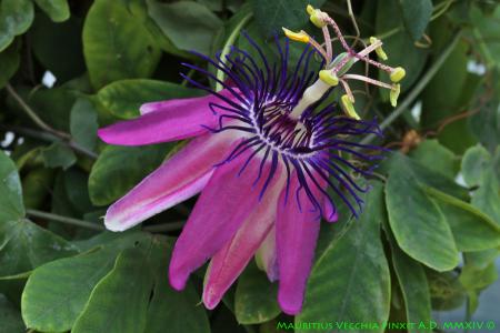 Le specie e gli ibridi del sottogenere Passiflora di M. Vecchia