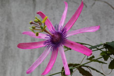 Passiflora  'Zefira' | La Collezione Nazionale Italiana di Passiflora | Maurizio Vecchia