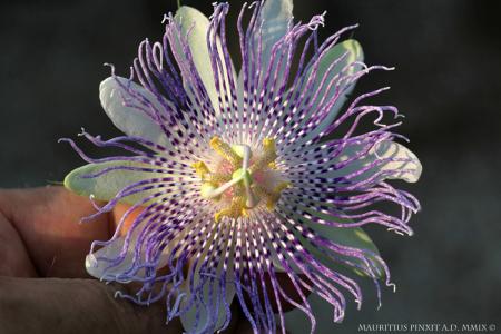 Passiflora 'Diamantina' | La Collezione Nazionale Italiana di Passiflora | Maurizio Vecchia