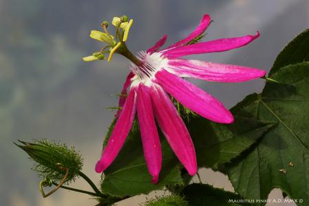 Passiflora  'Arabesque' | The Italian National Collection of Passiflora | Maurizio Vecchia