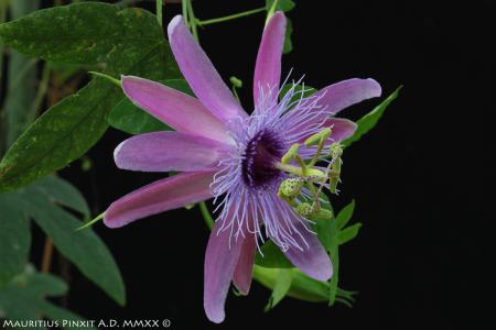 Passiflora  'La Brunella' | La Collezione Nazionale Italiana di Passiflora | Maurizio Vecchia