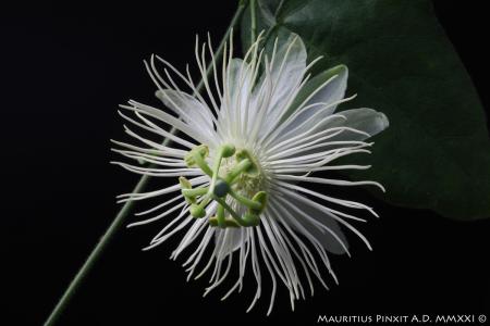 Passiflora <i> hastifolia</i> | The Italian National Collection of Passiflora | Maurizio Vecchia