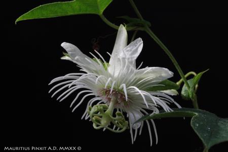 Passiflora <i>reitzii</i> | The Italian National Collection of Passiflora | Maurizio Vecchia