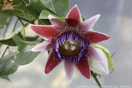 Passiflora <i>venusta</i> | The Italian National Collection of Passiflora | Maurizio Vecchia